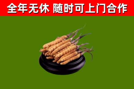 温市回收散虫草