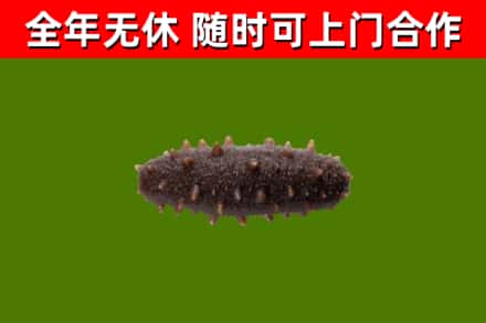 温市回收海参干